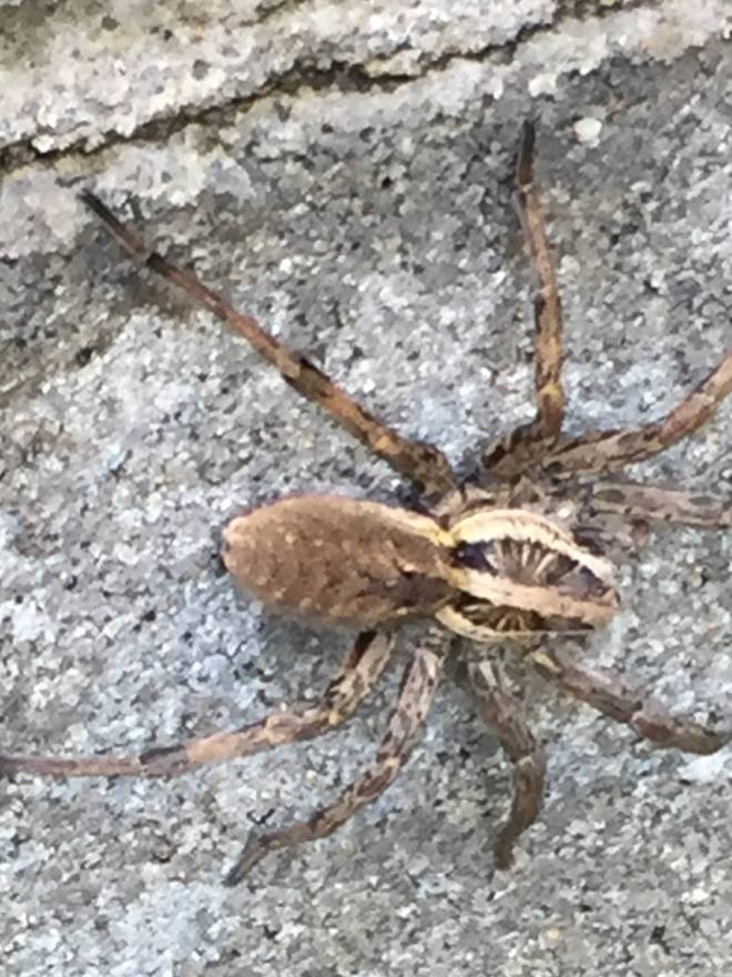 41533925_10216501000548326_888357570782167040_o